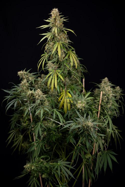 Tangerine Dream  Auto - Zamnesia x B&B. Week 10 - Tangerine Dream Auto - No Techniques - Week 10 - harvest