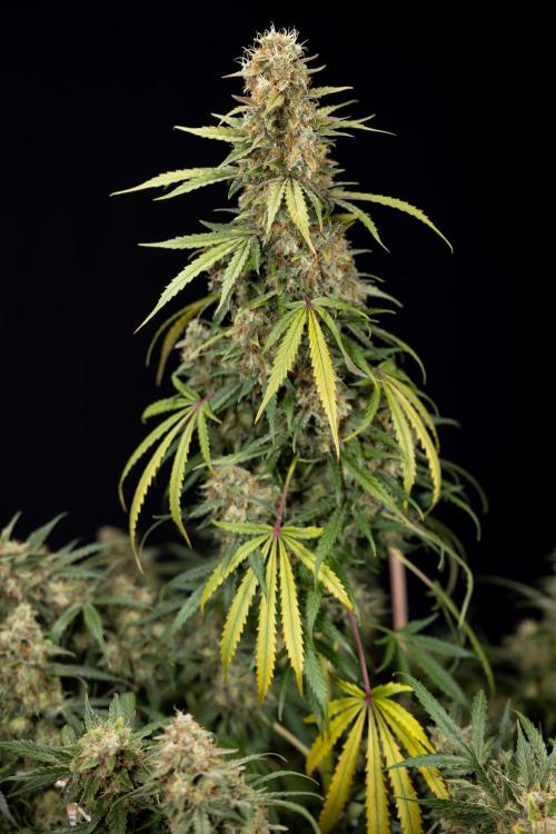 Tangerine Dream  Auto - Zamnesia x B&B. Week 10 - Tangerine Dream Auto - No Techniques - Week 10 - harvest