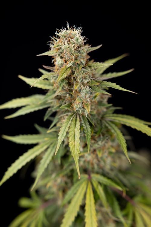 Tangerine Dream  Auto - Zamnesia x B&B. Week 10 - Tangerine Dream Auto - No Techniques - Week 10 - harvest