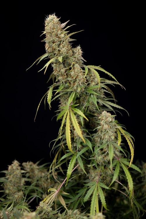 Tangerine Dream  Auto - Zamnesia x B&B. Week 10 - Tangerine Dream Auto - No Techniques - Week 10 - harvest