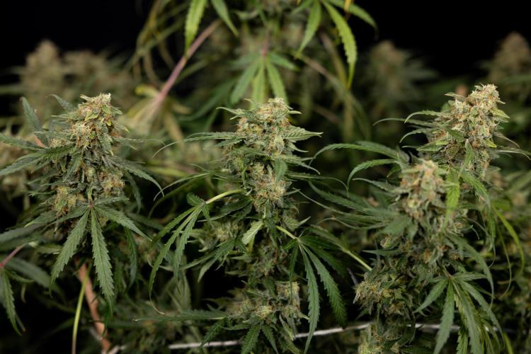 Tangerine Dream  Auto - Zamnesia x B&B. Week 10 - Tangerine Dream Auto - No Techniques - Week 10 - harvest