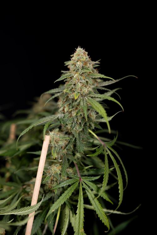 Tangerine Dream  Auto - Zamnesia x B&B. Week 10 - Tangerine Dream Auto - No Techniques - Week 10 - harvest