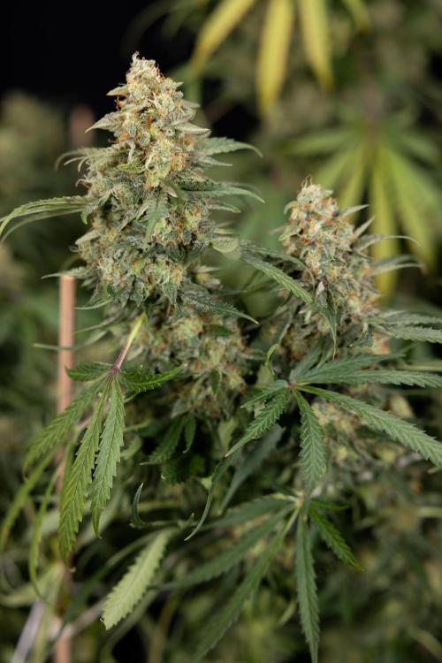 Tangerine Dream  Auto - Zamnesia x B&B. Week 10 - Tangerine Dream Auto - No Techniques - Week 10 - harvest