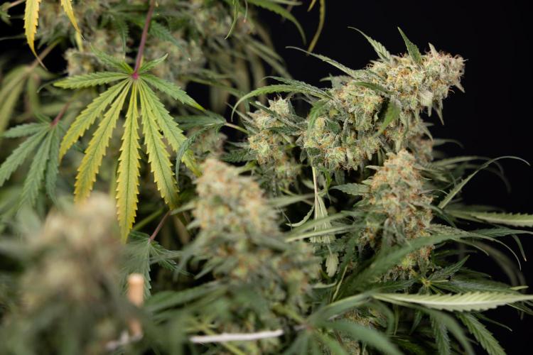 Tangerine Dream  Auto - Zamnesia x B&B. Week 10 - Tangerine Dream Auto - No Techniques - Week 10 - harvest