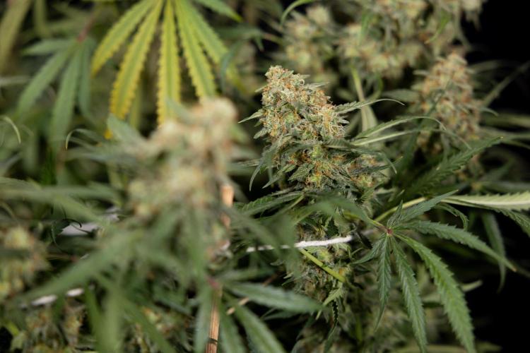 Tangerine Dream  Auto - Zamnesia x B&B. Week 10 - Tangerine Dream Auto - No Techniques - Week 10 - harvest