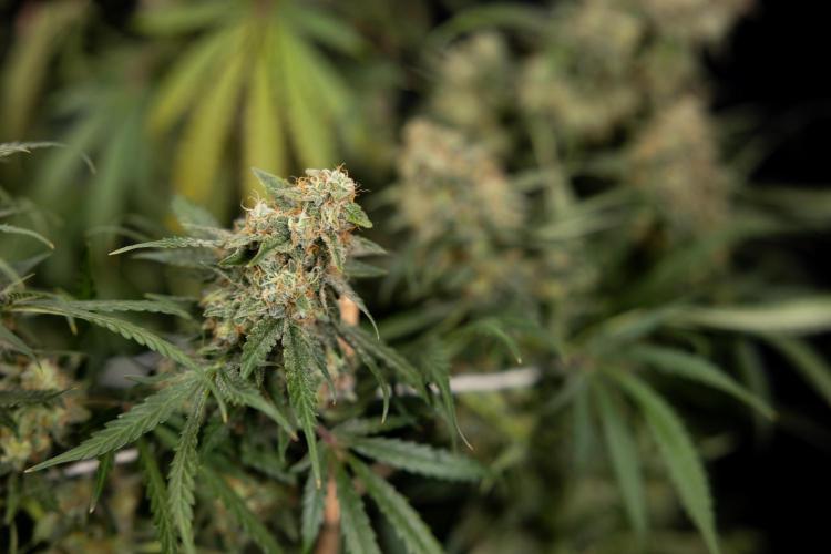 Tangerine Dream  Auto - Zamnesia x B&B. Week 10 - Tangerine Dream Auto - No Techniques - Week 10 - harvest