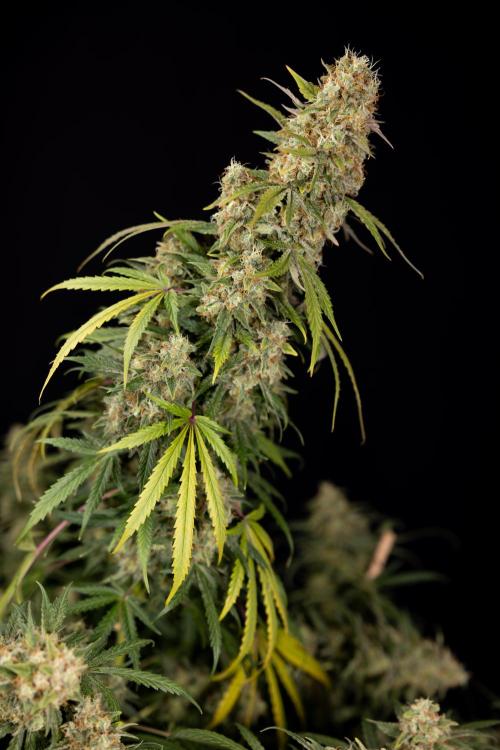 Tangerine Dream  Auto - Zamnesia x B&B. Week 10 - Tangerine Dream Auto - No Techniques - Week 10 - harvest