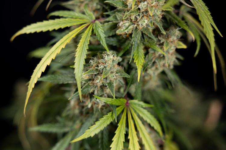 Tangerine Dream  Auto - Zamnesia x B&B. Week 10 - Tangerine Dream Auto - No Techniques - Week 10 - harvest