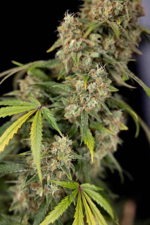 Tangerine Dream  Auto - Zamnesia x B&B. Week 10 - Tangerine Dream Auto - No Techniques - Week 10 - harvest