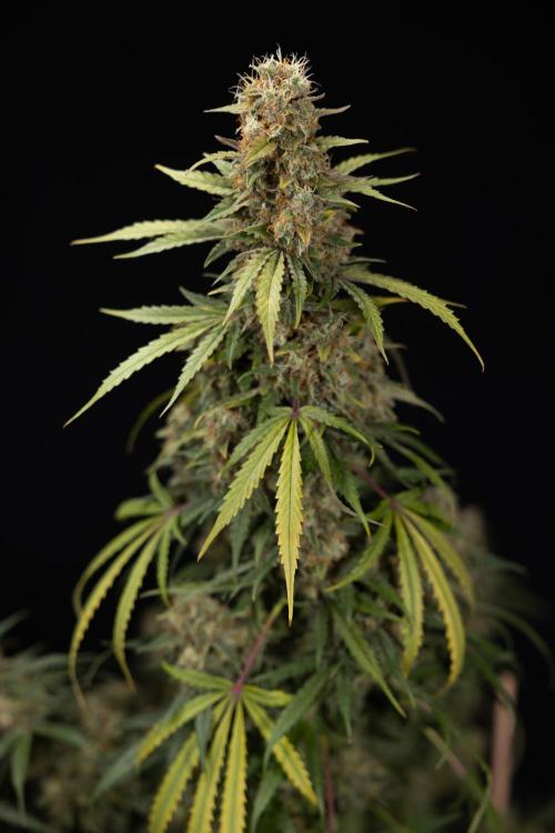 Tangerine Dream  Auto - Zamnesia x B&B. Week 10 - Tangerine Dream Auto - No Techniques - Week 10 - harvest