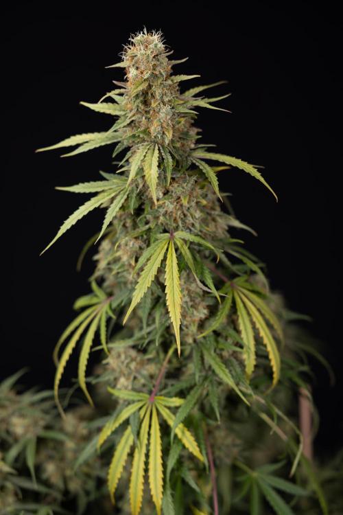 Tangerine Dream  Auto - Zamnesia x B&B. Week 10 - Tangerine Dream Auto - No Techniques - Week 10 - harvest