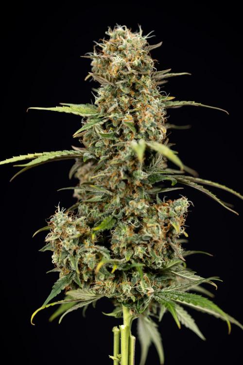 Tangerine Dream  Auto - Zamnesia x B&B. Week 10 - Tangerine Dream Auto - No Techniques - Week 10 - harvest