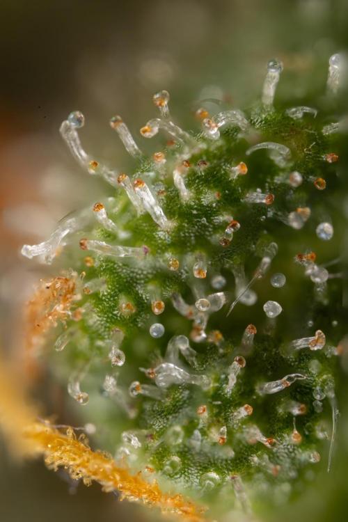 Tangerine Dream  Auto - Zamnesia x B&B. Week 10 - Tangerine Dream Auto - Micro Worlds 10x