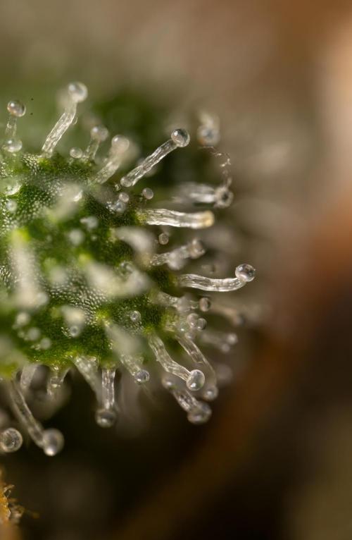 Tangerine Dream  Auto - Zamnesia x B&B. Week 10 - Tangerine Dream Auto - Micro Worlds 10x