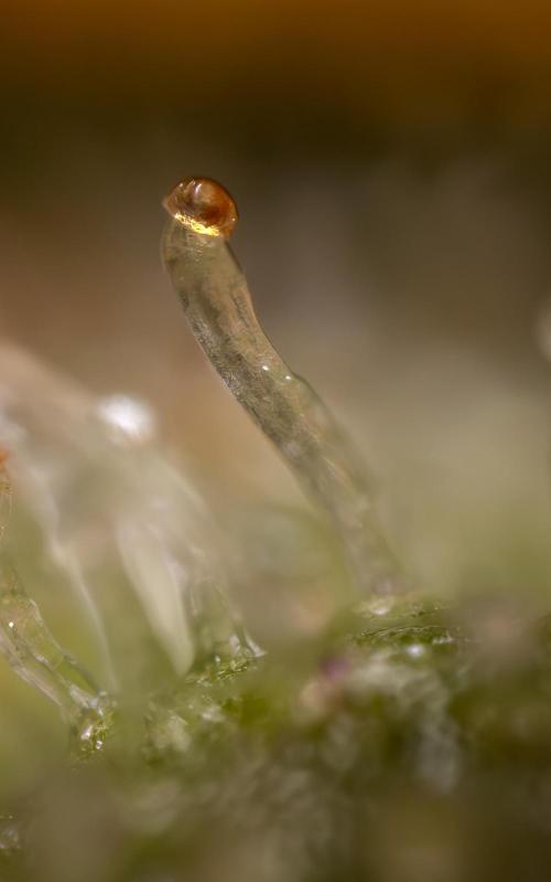 Tangerine Dream  Auto - Zamnesia x B&B. Week 10 - Tangerine Dream Auto - Micro Worlds 10x x crop