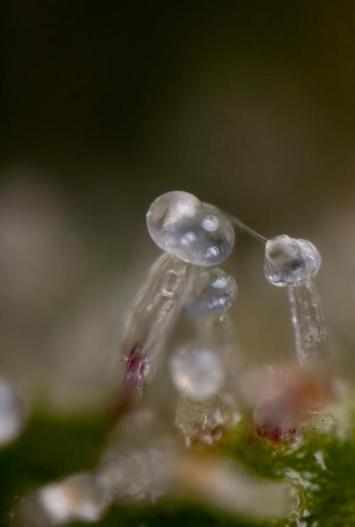 Tangerine Dream  Auto - Zamnesia x B&B. Week 10 - Tangerine Dream Auto - Micro Worlds 35x