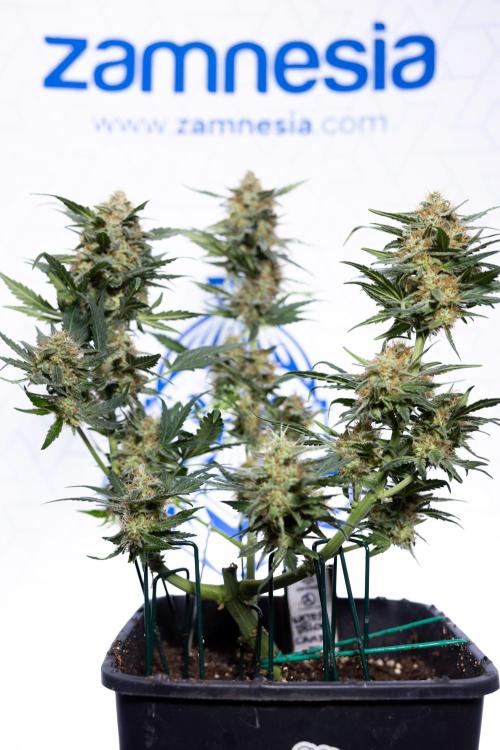 Watermelon Candy #2 - Zamnesia x B&B. Week 9 - Watermelon Candy #2 - LST - Harvest Day