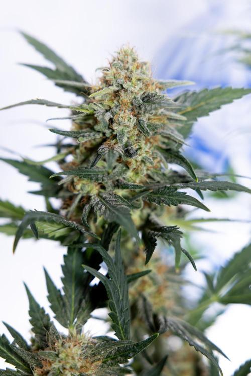 Watermelon Candy #2 - Zamnesia x B&B. Week 9 - Watermelon Candy #2 - LST - Harvest Day