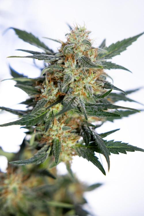 Watermelon Candy #2 - Zamnesia x B&B. Week 9 - Watermelon Candy #2 - LST - Harvest Day