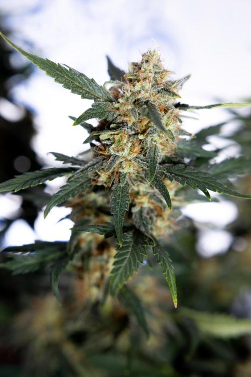 Watermelon Candy #2 - Zamnesia x B&B. Week 9 - Watermelon Candy #2 - LST - Harvest Day