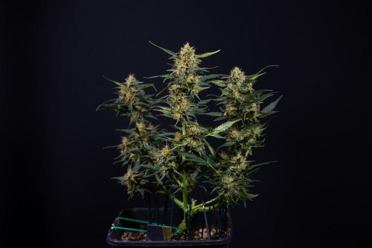 Watermelon Candy #2 - Zamnesia x B&B. Week 9 - Watermelon Candy #2 - LST - Harvest Day