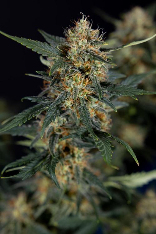 Watermelon Candy #2 - Zamnesia x B&B. Week 9 - Watermelon Candy #2 - LST - Harvest Day