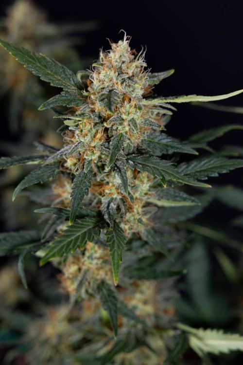 Watermelon Candy #2 - Zamnesia x B&B. Week 9 - Watermelon Candy #2 - LST - Harvest Day