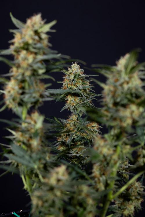 Watermelon Candy #2 - Zamnesia x B&B. Week 9 - Watermelon Candy #2 - LST - Harvest Day