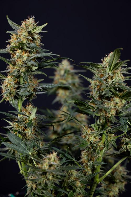 Watermelon Candy #2 - Zamnesia x B&B. Week 9 - Watermelon Candy #2 - LST - Harvest Day