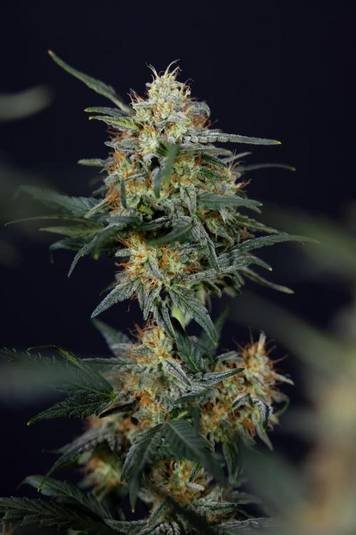 Watermelon Candy #2 - Zamnesia x B&B. Week 9 - Watermelon Candy #2 - LST - Harvest Day