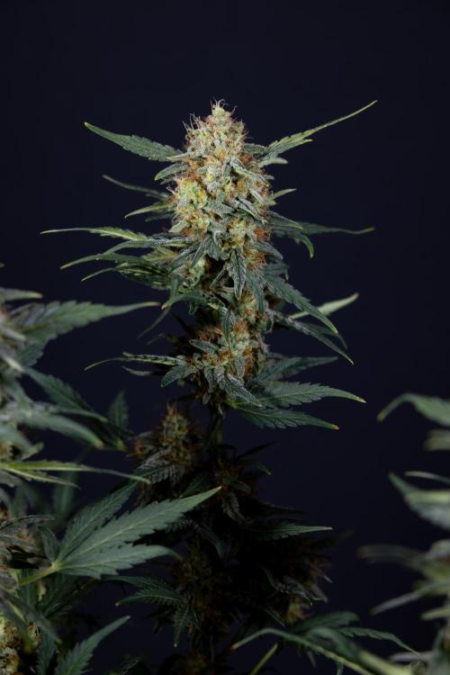 Watermelon Candy #2 - Zamnesia x B&B. Week 9 - Watermelon Candy #2 - LST - Harvest Day