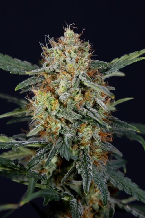 Watermelon Candy #2 - Zamnesia x B&B. Week 9 - Watermelon Candy #2 - LST - Harvest Day