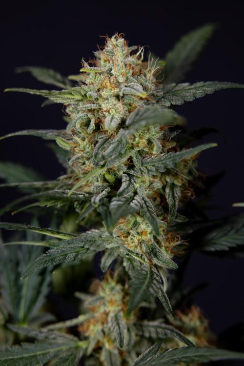 Watermelon Candy #2 - Zamnesia x B&B. Week 9 - Watermelon Candy #2 - LST - Harvest Day