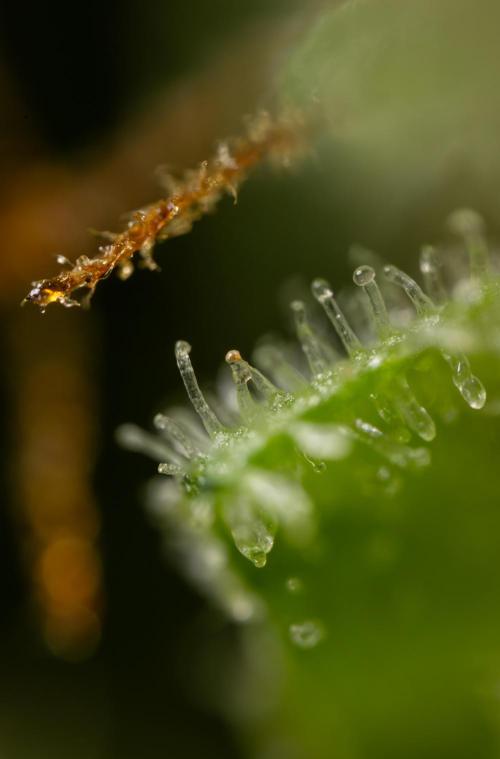 Watermelon Candy #2 - Zamnesia x B&B. Week 9 - Watermelon Candy #2 - Micro Worlds