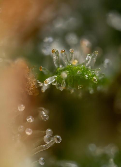 Watermelon Candy #2 - Zamnesia x B&B. Week 9 - Watermelon Candy #2 - Micro Worlds