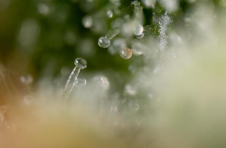 Watermelon Candy #2 - Zamnesia x B&B. Week 9 - Watermelon Candy #2 - Micro Worlds