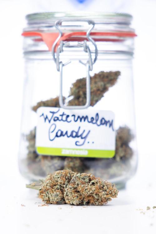 Watermelon Candy #2 - Zamnesia x B&B. Week 9 - Watermelon Candy #2 - Dry Buds
