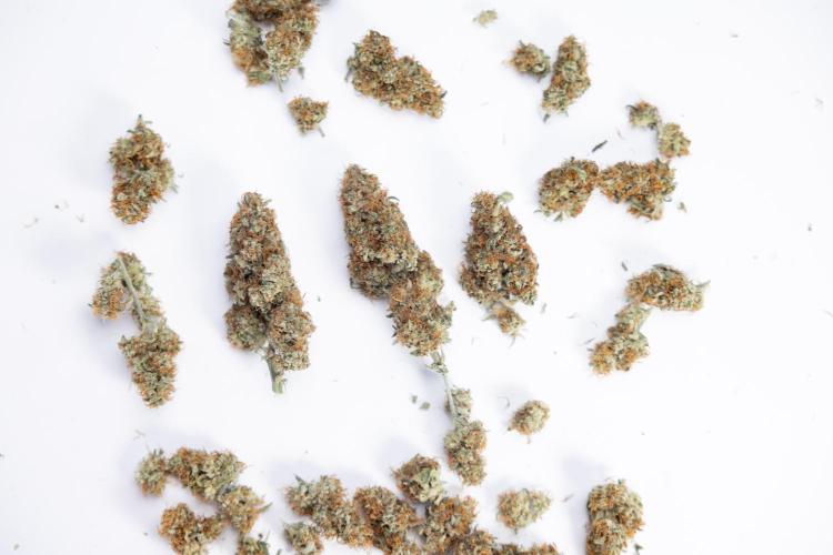 Watermelon Candy #2 - Zamnesia x B&B. Week 9 - Watermelon Candy #2 - Dry Buds