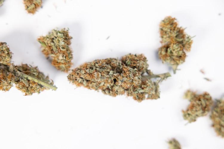 Watermelon Candy #2 - Zamnesia x B&B. Week 9 - Watermelon Candy #2 - Dry Buds