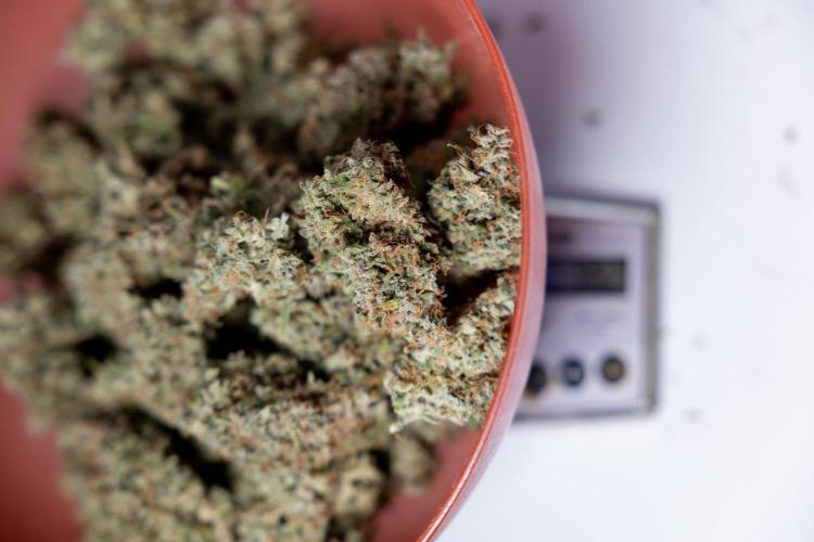 Critical Cheese Auto #2 - Zamnesia x B&B. Week 10 - Critical Cheese #2 - No Techniques - Dry Buds