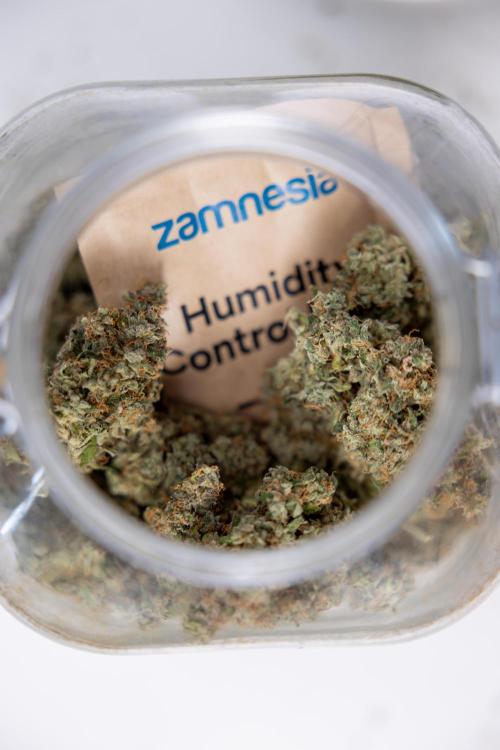 Critical Cheese Auto #2 - Zamnesia x B&B. Week 10 - Critical Cheese #2 - No Techniques - Dry Buds