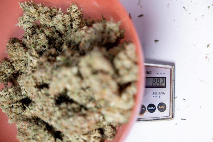 Critical Cheese Auto #2 - Zamnesia x B&B. Week 10 - Critical Cheese #2 - No Techniques - Dry Buds