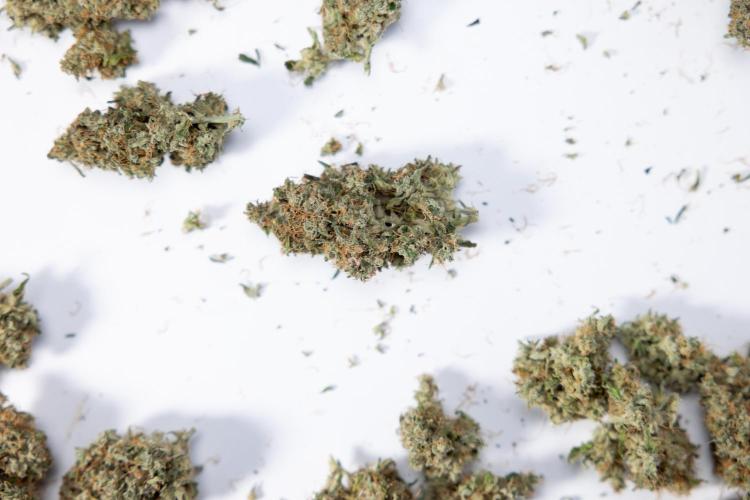 Critical Cheese Auto #2 - Zamnesia x B&B. Week 10 - Critical Cheese #2 - No Techniques - Dry Buds