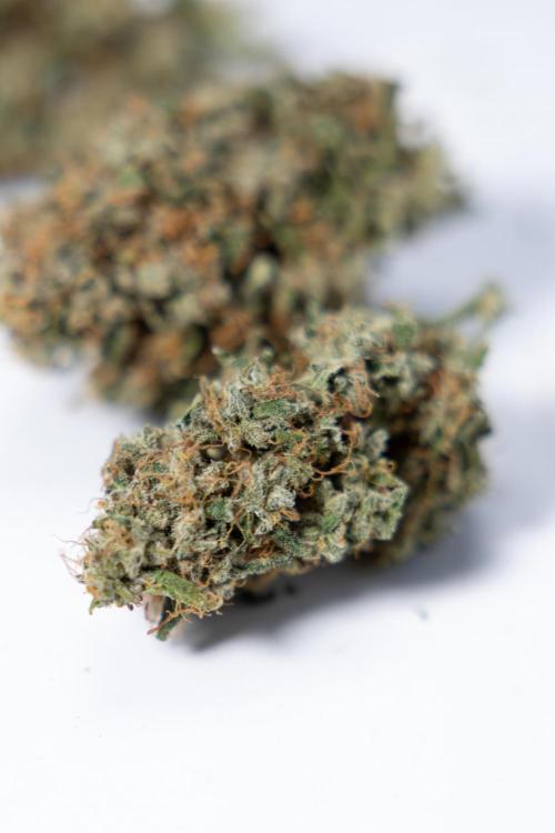 Critical Cheese Auto #2 - Zamnesia x B&B. Week 10 - Critical Cheese #2 - No Techniques - Dry Buds