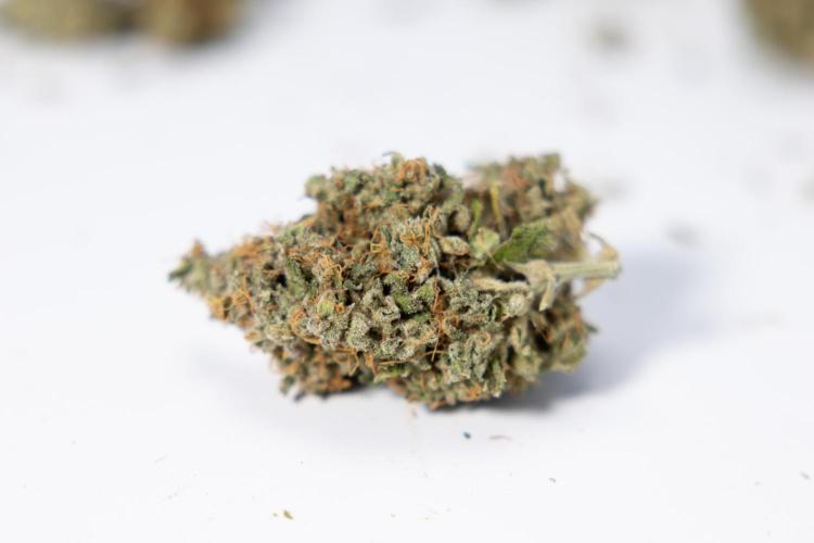 Critical Cheese Auto #2 - Zamnesia x B&B. Week 10 - Critical Cheese #2 - No Techniques - Dry Buds