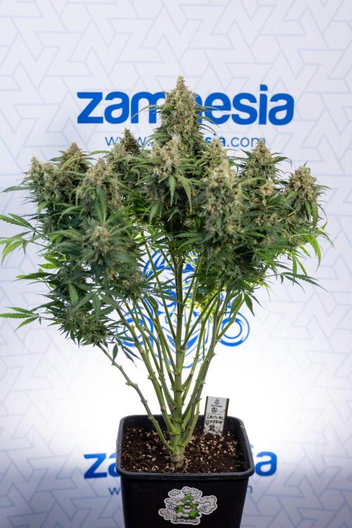 Critical Cheese Auto #2 - Zamnesia x B&B. Week 10 - Critical Cheese #2 - No Techniques - Harvest Day