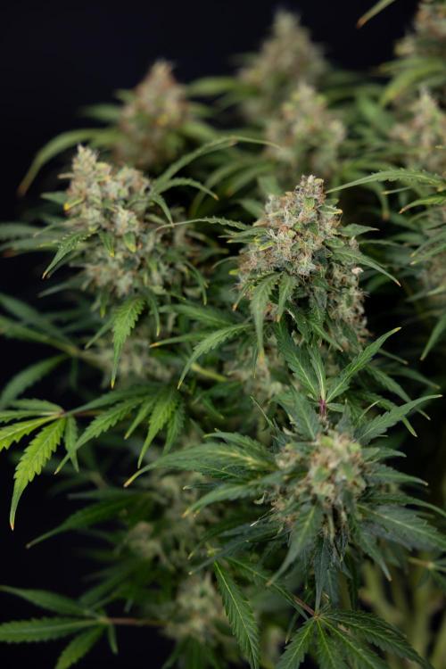 Critical Cheese Auto #2 - Zamnesia x B&B. Week 10 - Critical Cheese #2 - No Techniques - Harvest Day