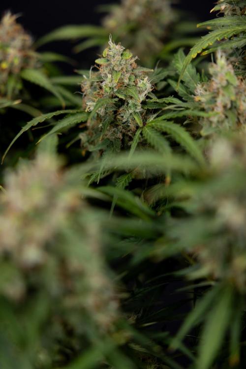 Critical Cheese Auto #2 - Zamnesia x B&B. Week 10 - Critical Cheese #2 - No Techniques - Harvest Day