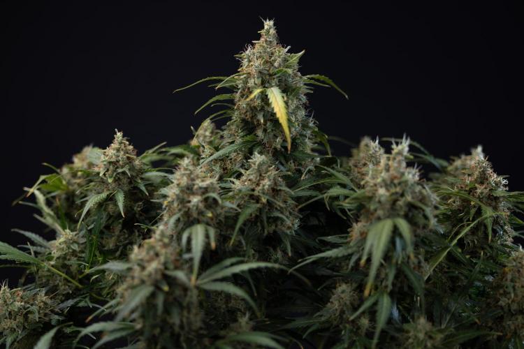 Critical Cheese Auto #2 - Zamnesia x B&B. Week 10 - Critical Cheese #2 - No Techniques - Harvest Day