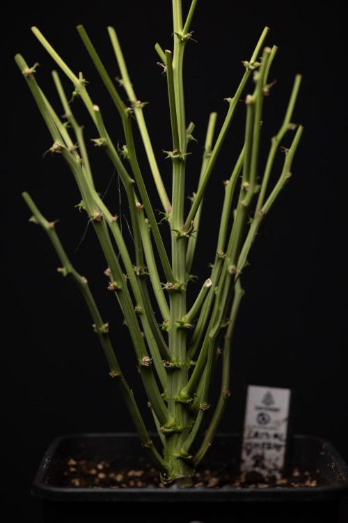 Critical Cheese Auto #2 - Zamnesia x B&B. Week 10 - Critical Cheese #2 - No Techniques - Harvest Day